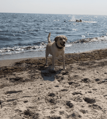 Happy Amy Marielyst auf der dänischen Insel Falster