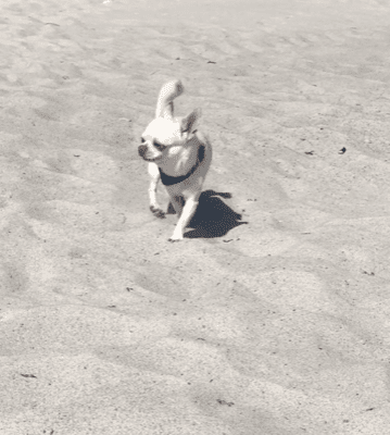 Willi am Strand Marielyst auf der dänischen Insel Falster