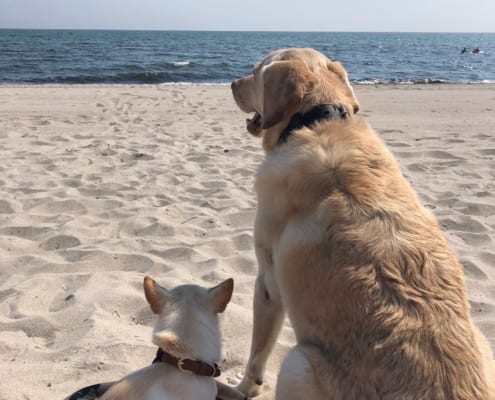 Willi und Amy am Strand Marielyst auf der dänischen Insel Falster